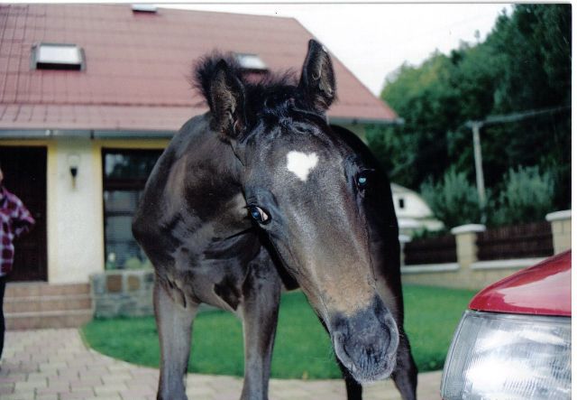 konik.jpg